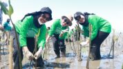 Perkuat Komitmen Lingkungan, KALLA Tanam 41 Ribu Bibit Mangrove di Tekolabbua